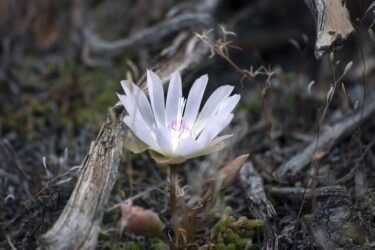 《亚伯拉罕、以撒、雅各的神》第十一章 雅各的成熟(上)-生命成长